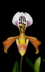 Paphiopedilum gratrixianum