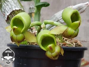 Catasetum parguazense