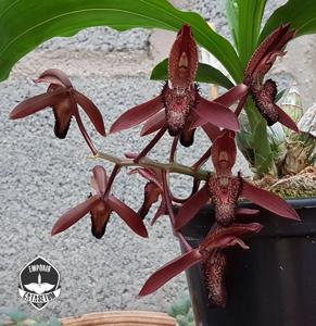 Catasetum parguazense