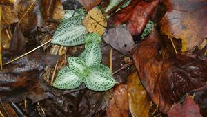 Goodyera pubescens