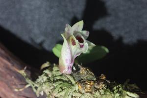 Dendrobium hekouense