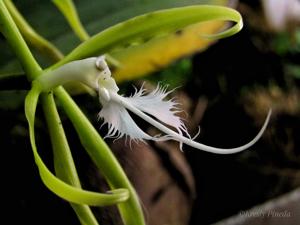 Epidendrum ciliare