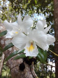 Dendrobium formosum