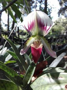 Paphiopedilum callosum