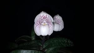 Paphiopedilum godefroyae var. ang-thong