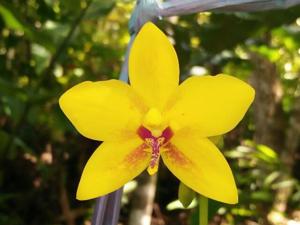 Spathoglottis aurea