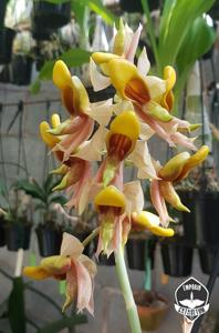 Catasetum galeritum