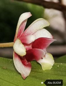 Cylindrolobus neglectus