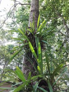 Cymbidium aloifolium