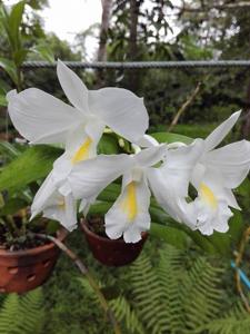 Dendrobium formosum