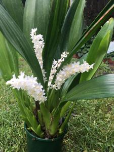 Bryobium hyacinthoides