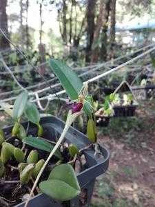 Bulbophyllum appendiculatum