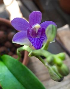 Phalaenopsis pulcherrima