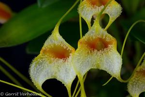 Masdevallia strobelii