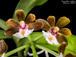 Gastrochilus acutifolius