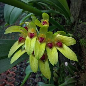 Bulbophyllum graveolens