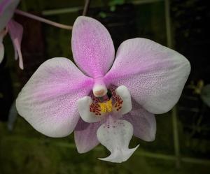 Phalaenopsis schilleriana