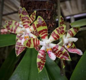 Phalaenopsis sumatrana