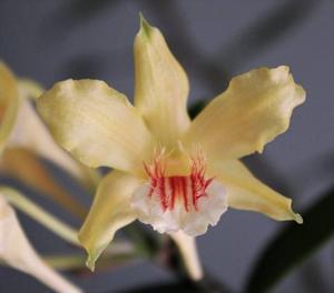 Dendrobium lowii