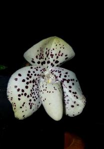 Paphiopedilum wenshanense