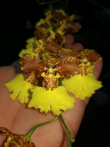 Gomesa gardneri