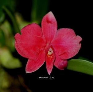 Cattleya wittigiana