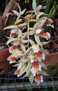 Coelogyne asperata