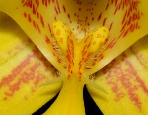 Spathoglottis affinis