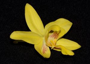 Spathoglottis affinis