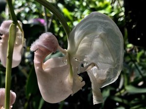 Coryanthes alborosea
