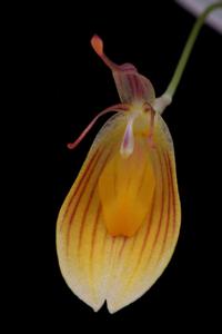 Restrepia chrysoglossa