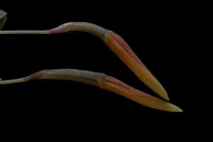 Restrepia aberrans