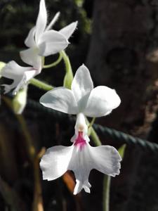 Calanthe vestita