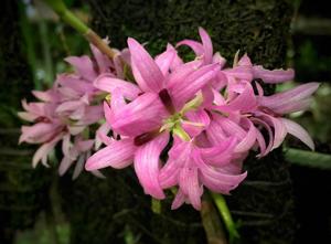 Dendrobium bracteosum