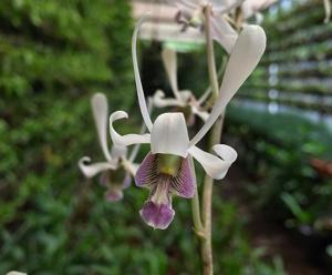 Dendrobium lineale