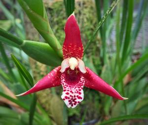 Maxillaria tenuifolia