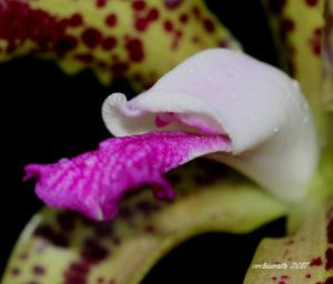 Cattleya tigrina