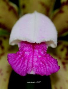 Cattleya tigrina