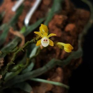 Taeniophyllum pusillum