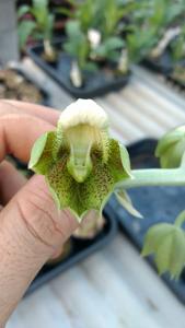 Catasetum atratum