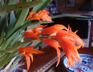 Brassia aurantiaca