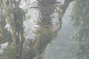 Brassia aurantiaca