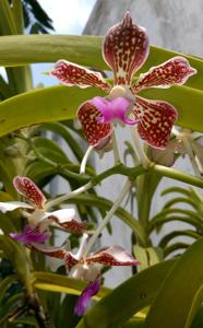 Vanda tricolor var. tricolor