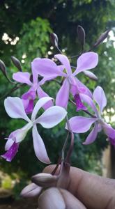 Encyclia dichroma