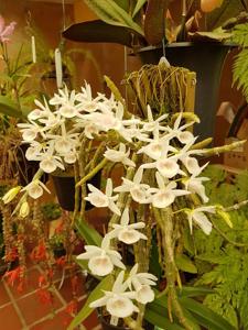 Dendrobium polyanthum