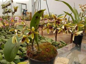 Dendrobium munificum