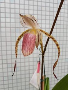 Paphiopedilum stonei