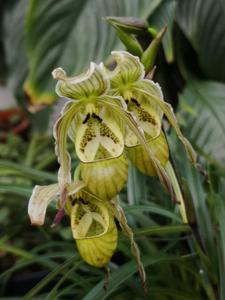 Phragmipedium pearcei