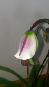 Paphiopedilum spicerianum