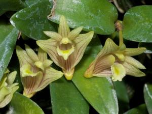 Dendrobium pachyphyllum